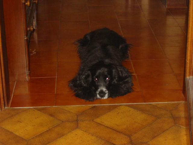 sempre + buona