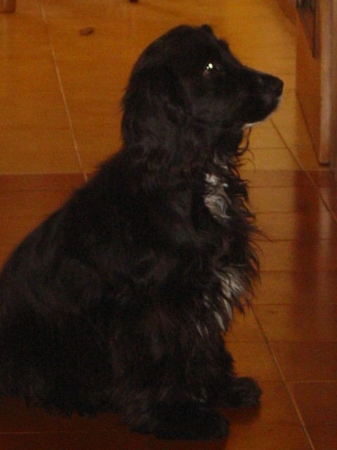 obbedisco