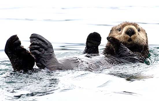 lontra
