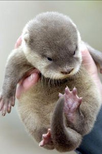 cucciolo di lontraaa