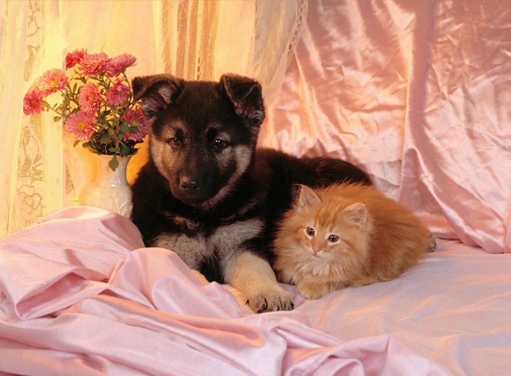 cani e gatti