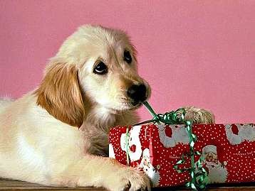 che dolce!