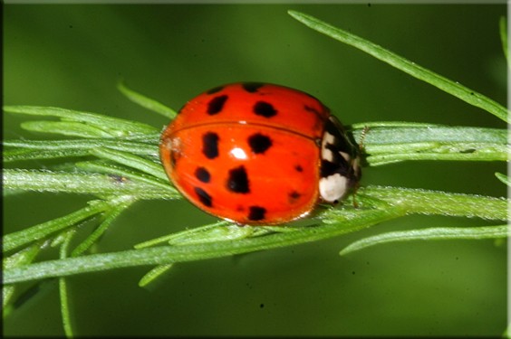coccinella!!