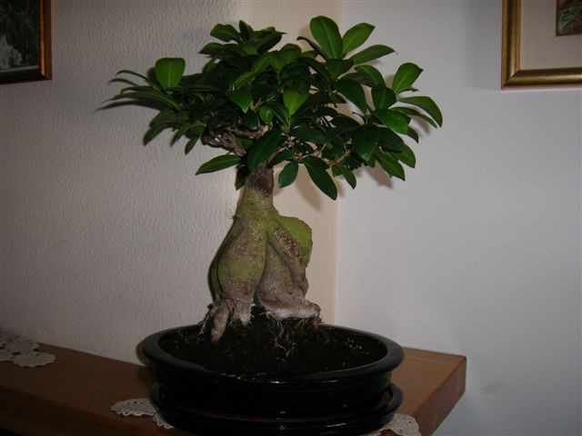 il mio bonsai!