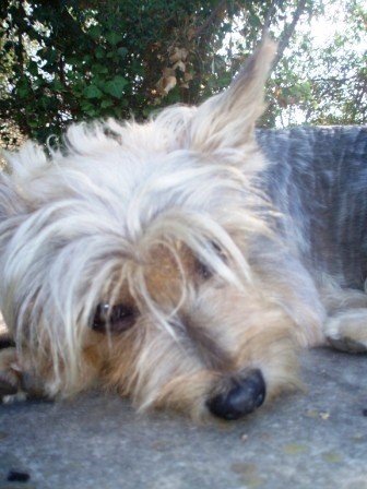 pippo