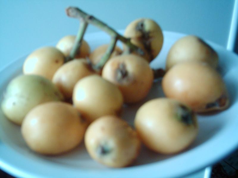 nespole
