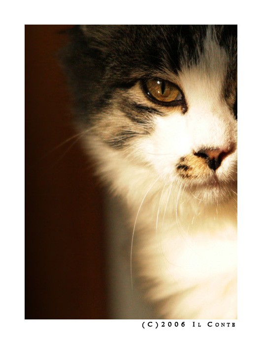 A lady portrait
