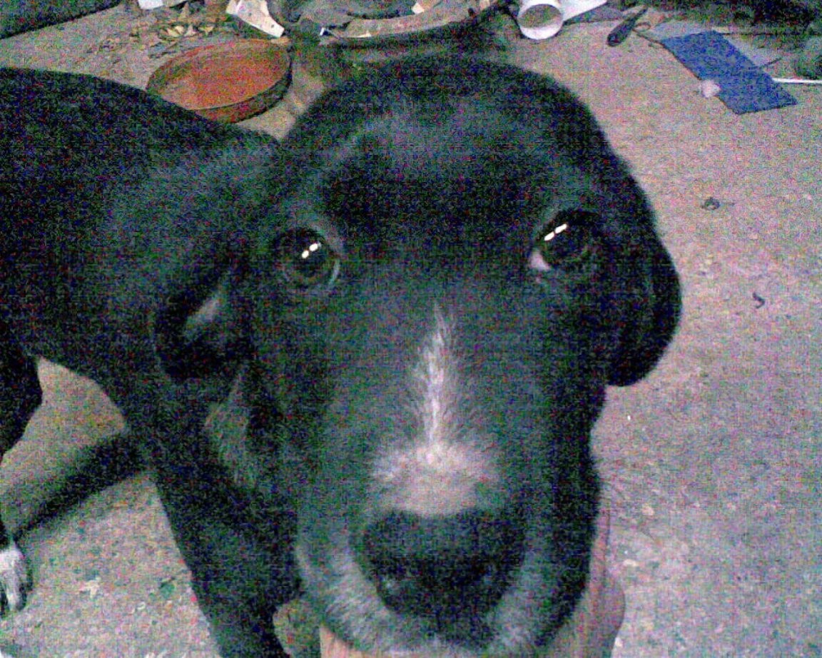 Laika