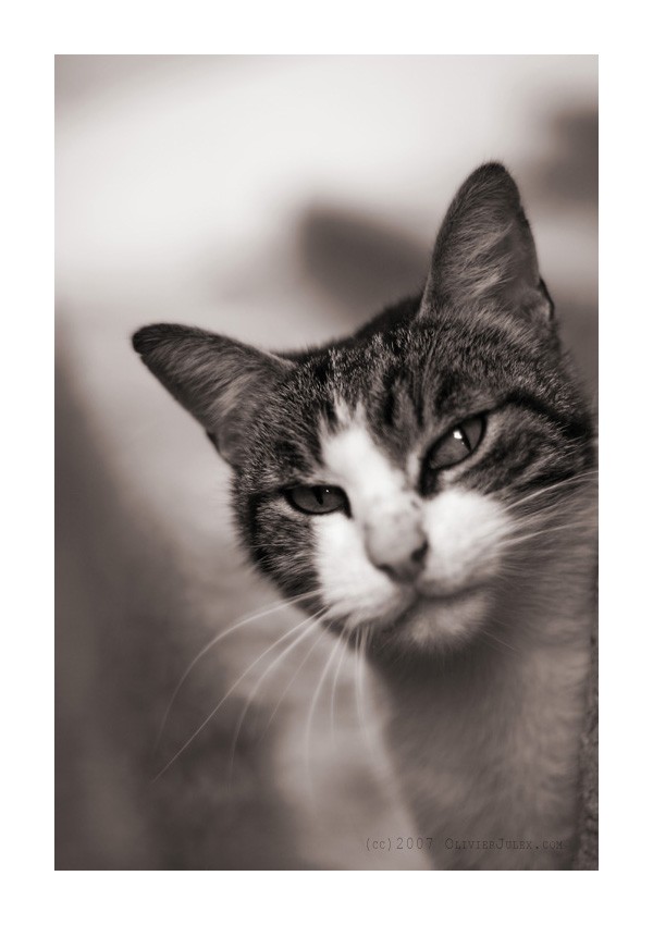 Gatto mafioso