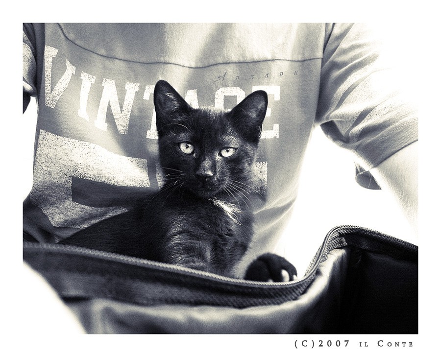 Royal gattin