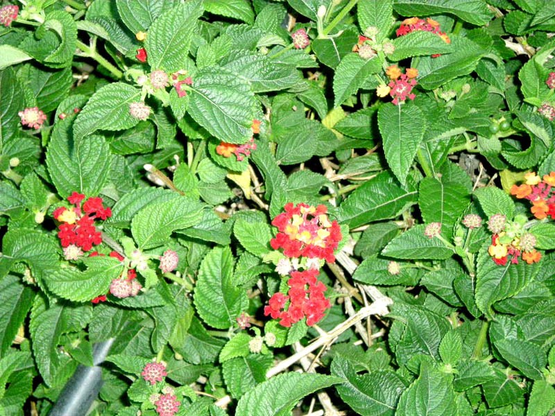 fiori fotografati da moi
