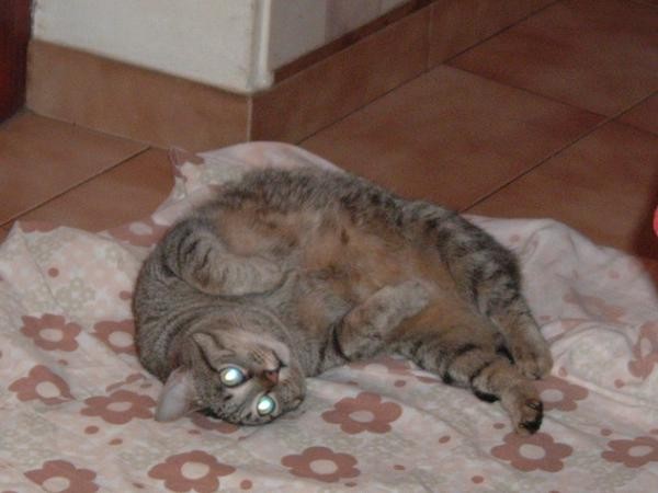 tora,la mia micia di 13 anni
