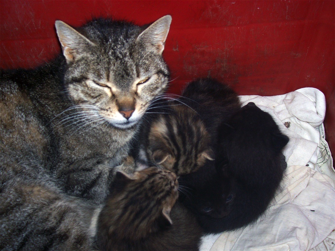 gatti1