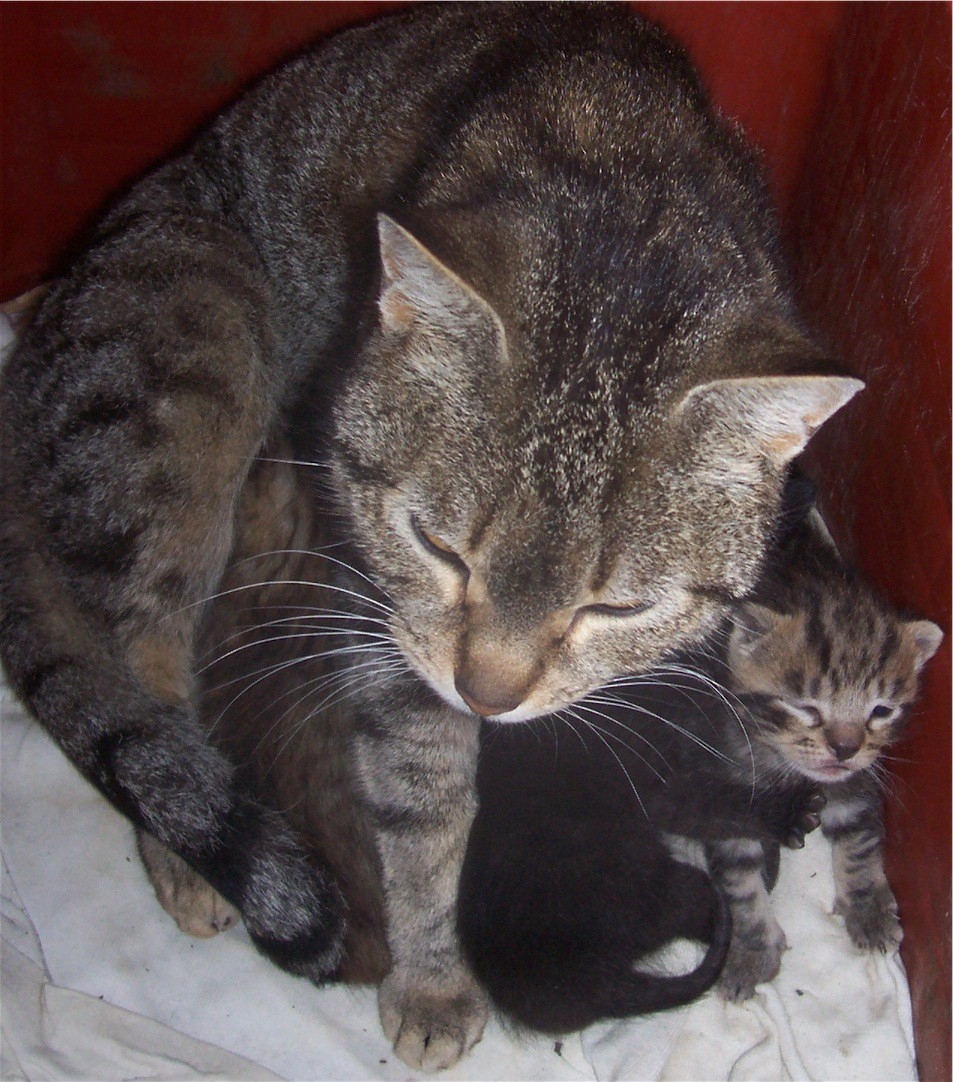 gatti3