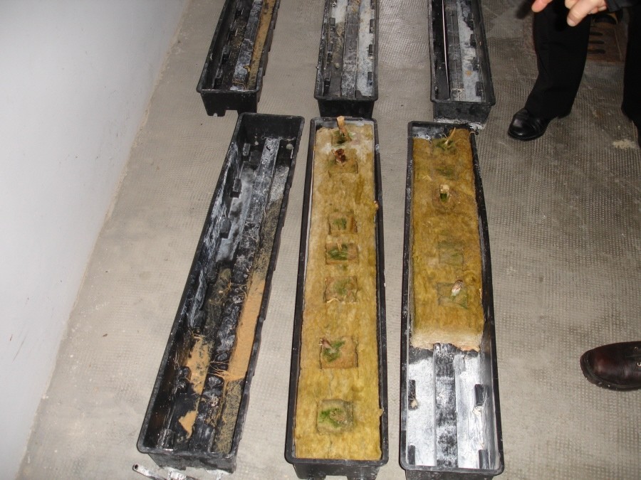 sequestro marijuana 11 dicembre 2009