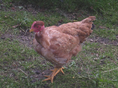 gallina