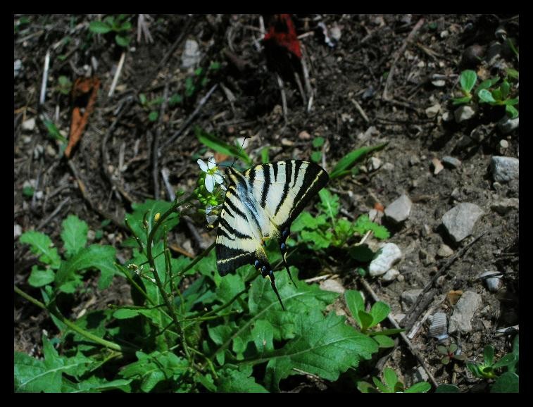 farfallina