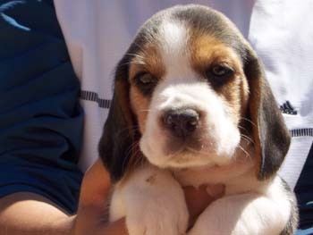 beagle