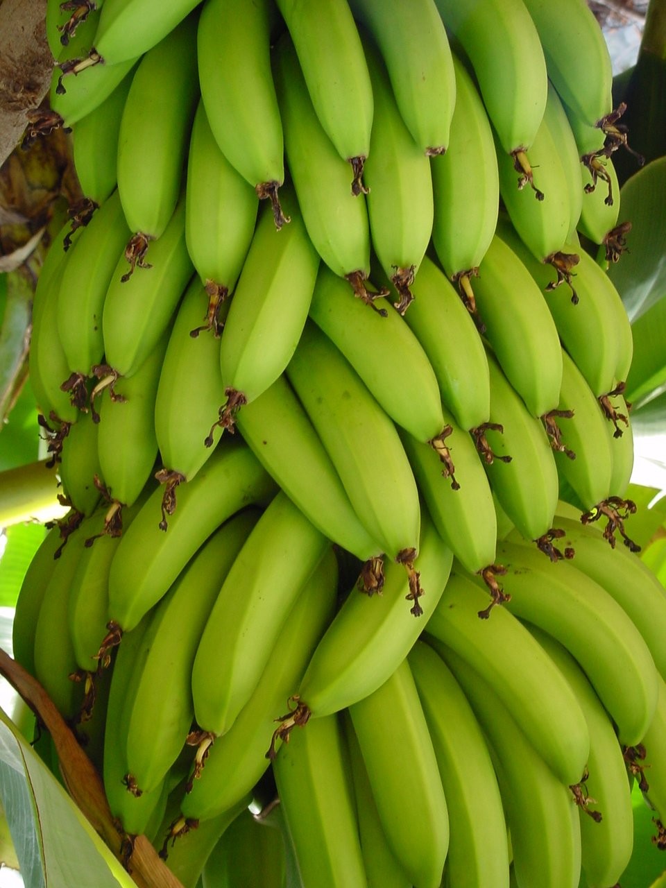 banane cubane :asd: