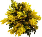 Mimose