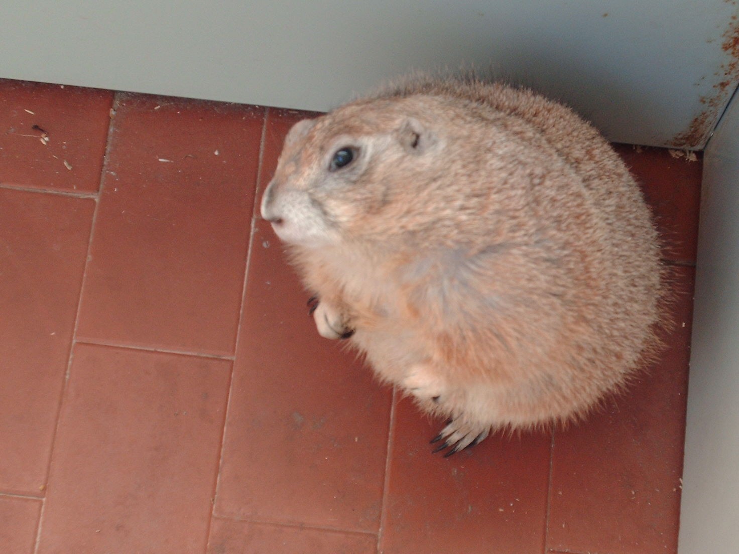 Rudy, la uagliona di Pelè