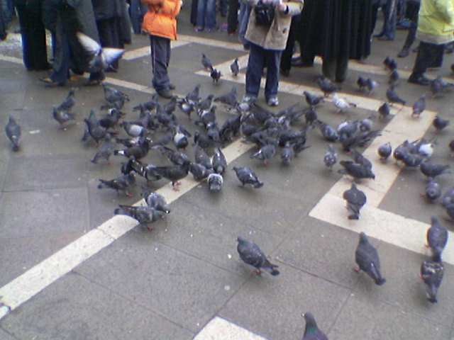 I piccioni di Venezia