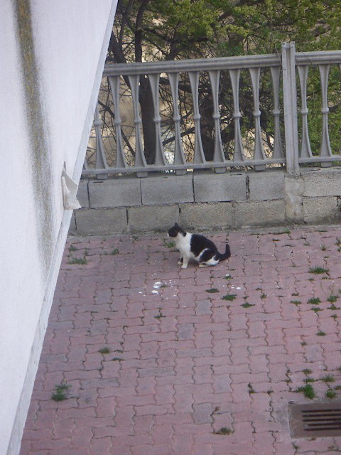 il gatto di giardino