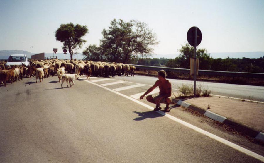 capre in vacanza ad ostuni