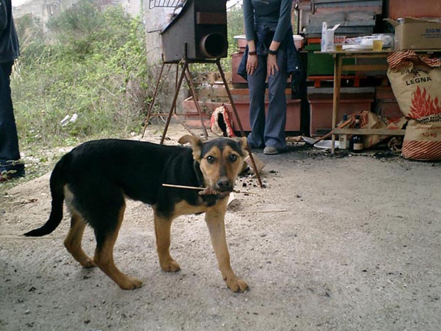 il cane di sampei