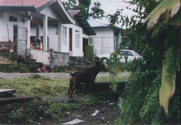 vicini di casa la fortuna