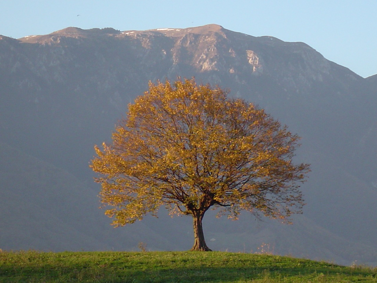 l'albero del boy scout