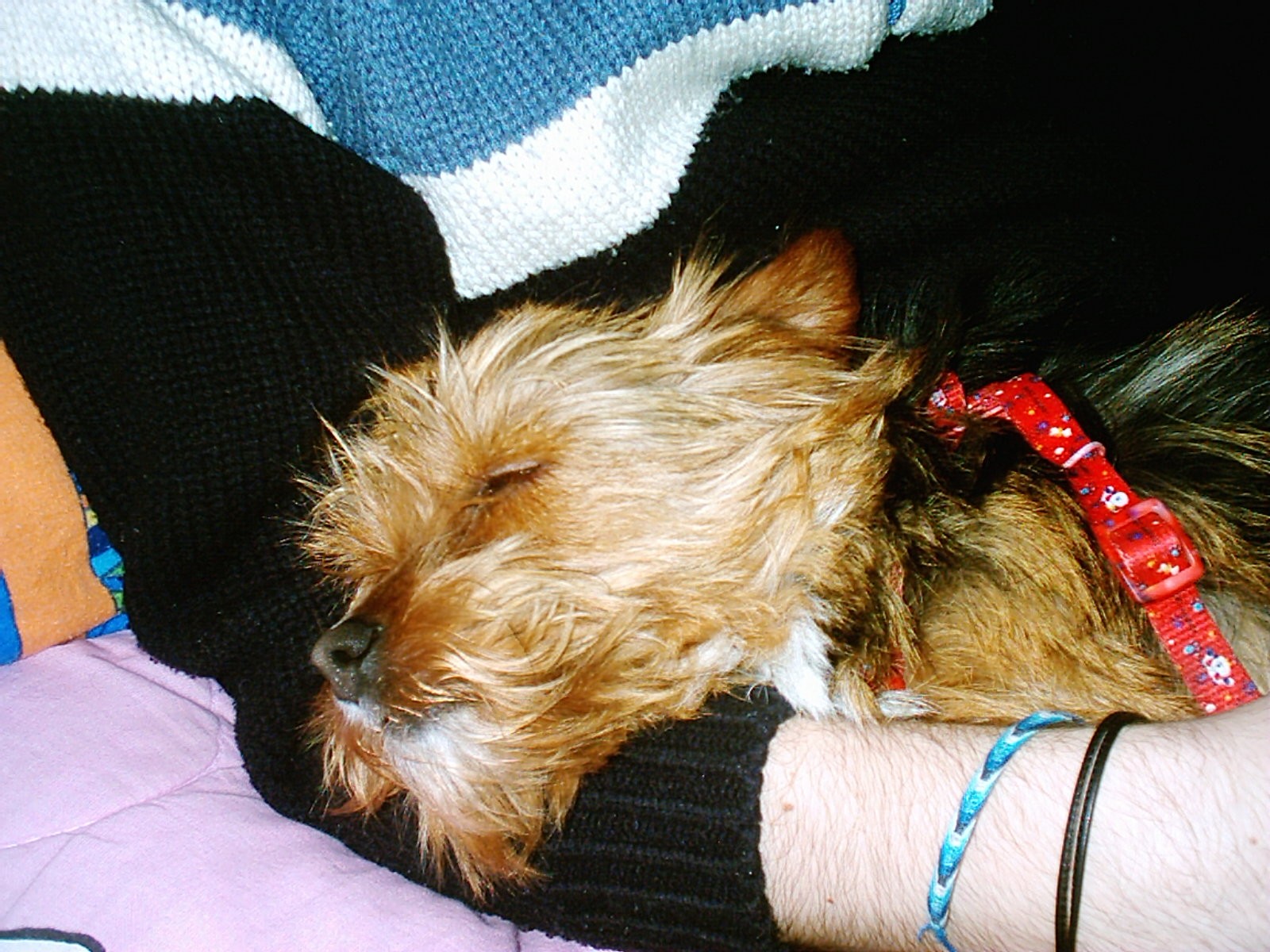 Layla che dorme in braccio a Fuzz!