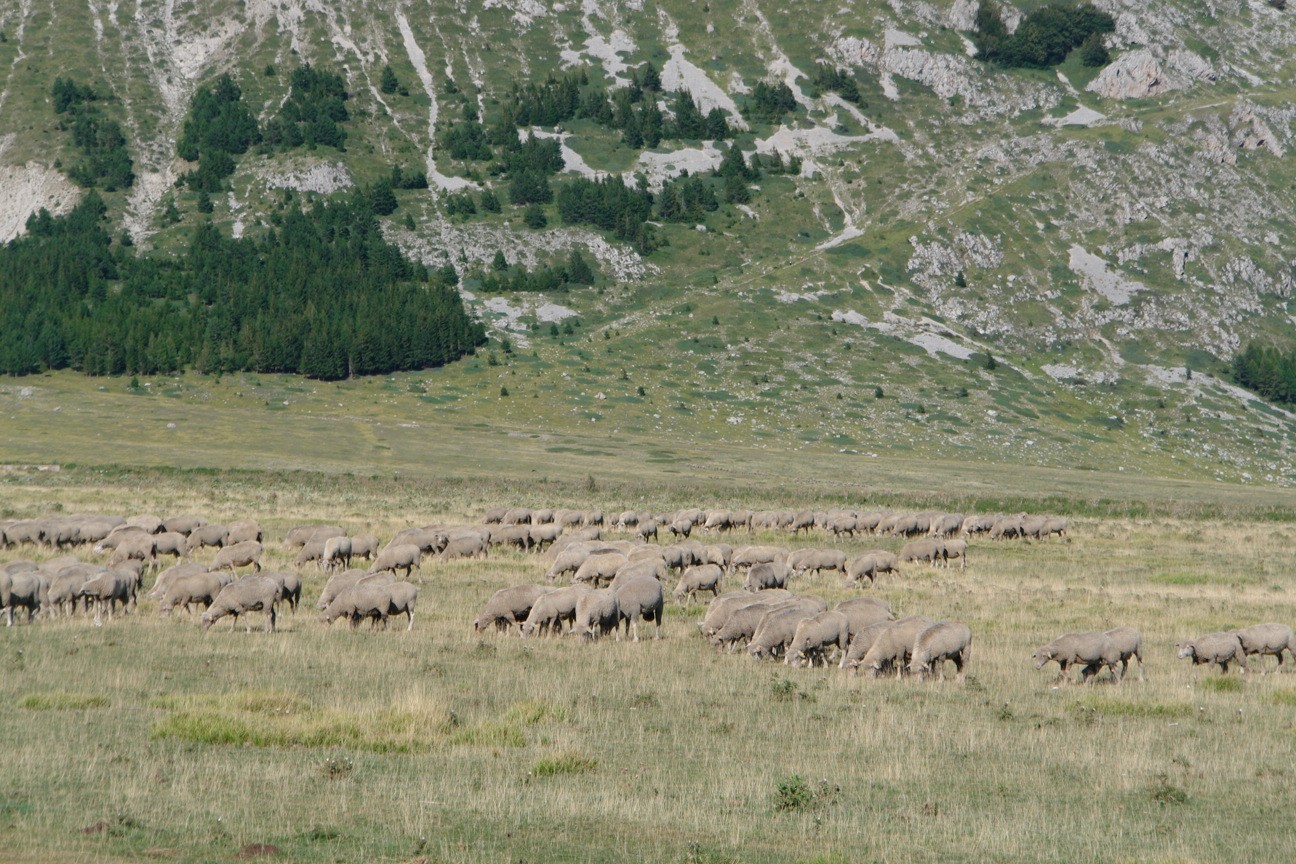 le pecore verso il loro tempio