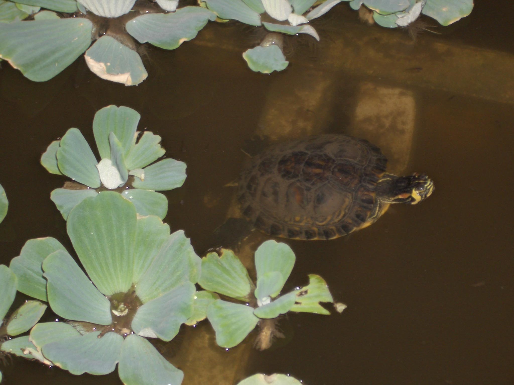 las tortugas de atocha