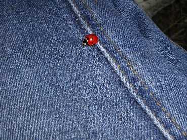 Lady-bug