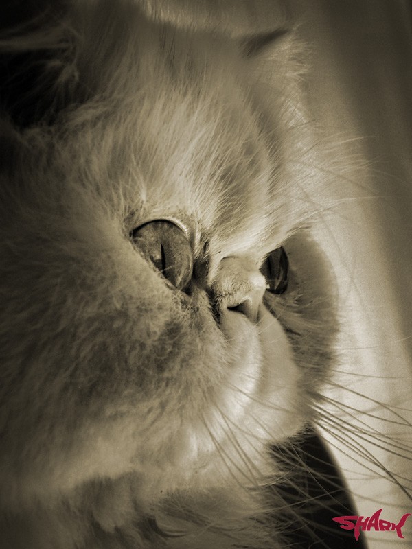 Sweet Catty