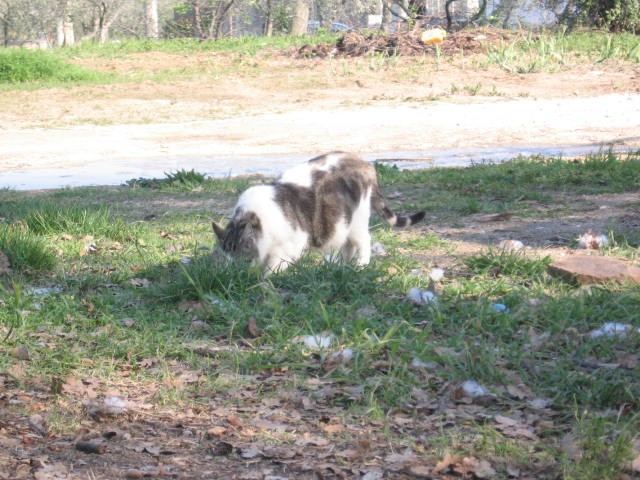 la belva si avvicina ai cuccioli