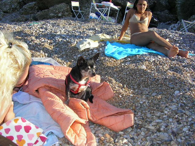 ancora il mini cagnolino