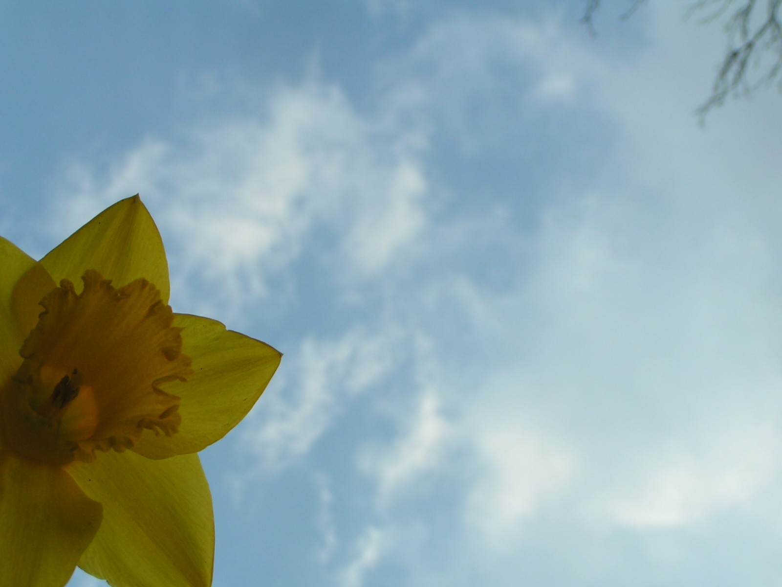 daffodil