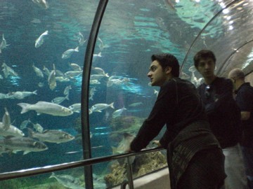 All'acquario