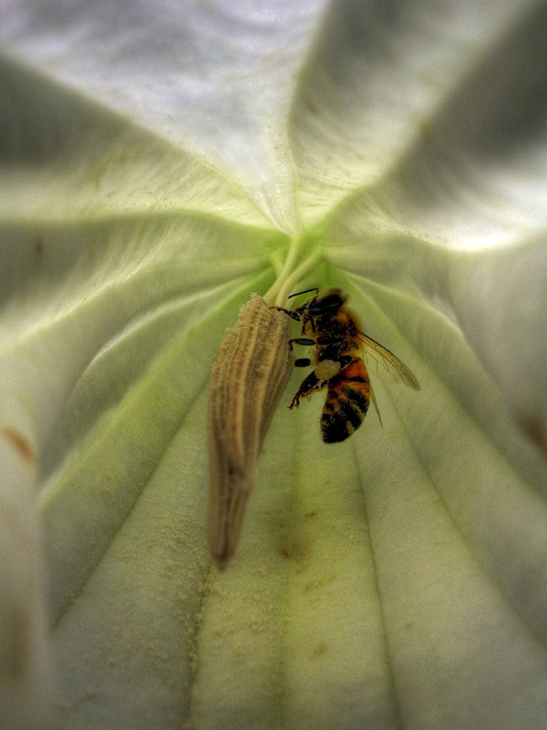 Under a flower's bell