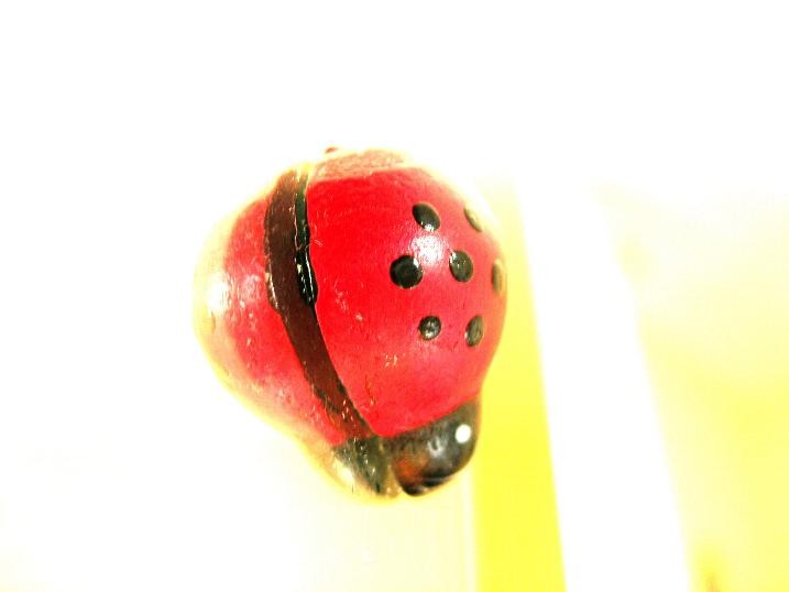 coccinella luminosa