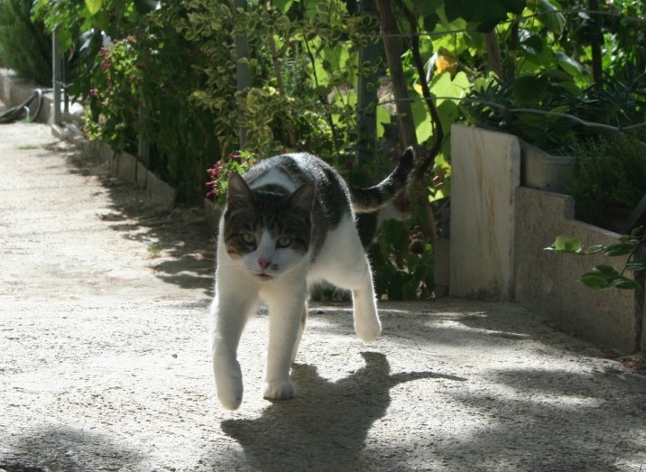 ciccillo in gita di ferragosto :asd: