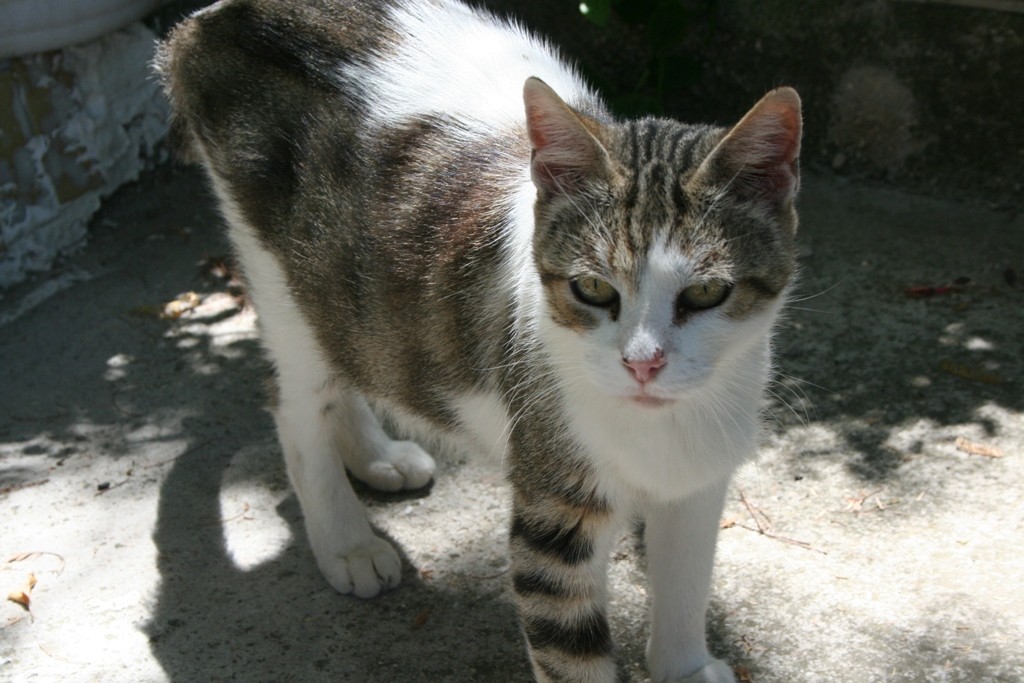 sassi è perplessa...troppo traffico nel suo giardino