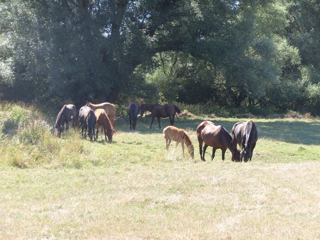 cavalli al pascolo