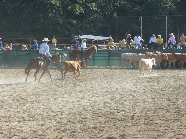 rodeo