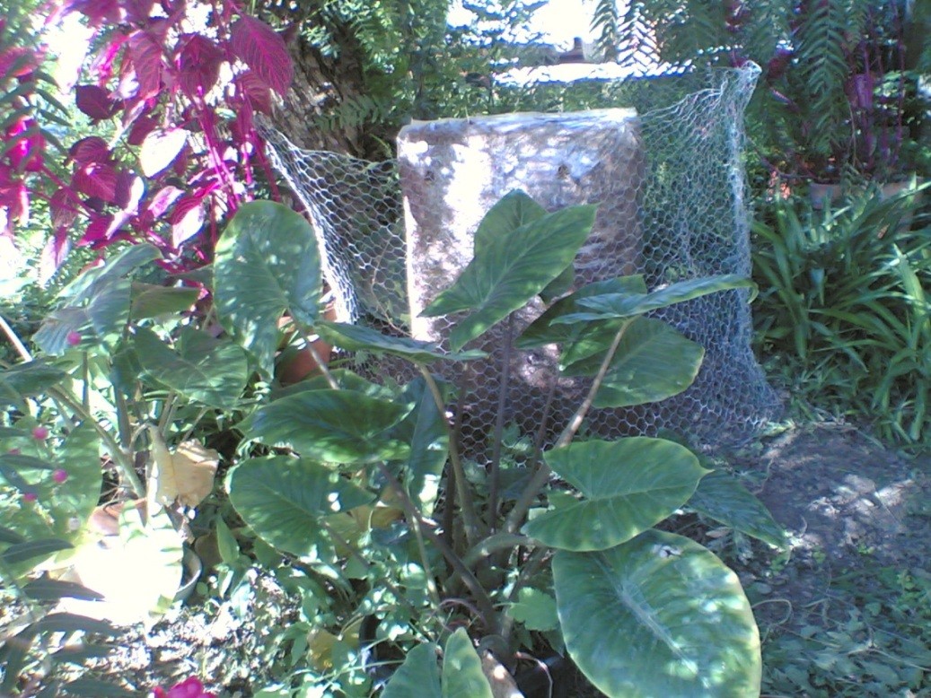 pleurotus in giardino