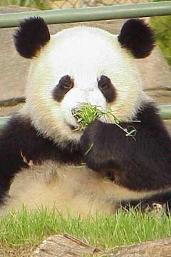 panda simpatico
