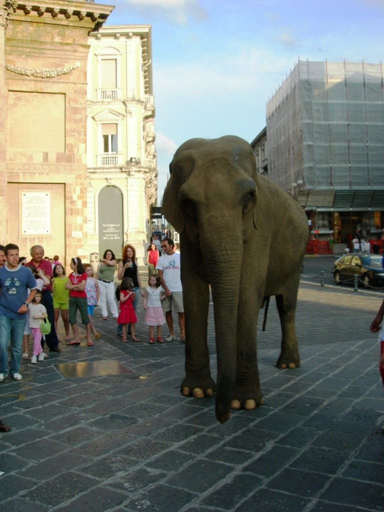 elephant 1