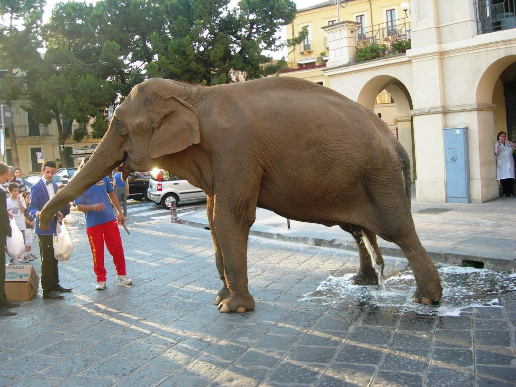 elephant 3